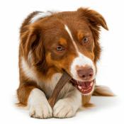 Bois de Cerf pour Chiens