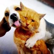 Shampooing Protéiné pour chien et chat - Ladybel